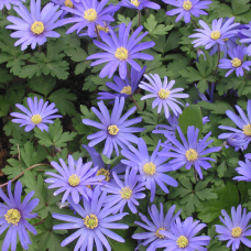 Vuokko (Anemone Blanda) Blue Shades, 10 kpl. ALE - 50%!