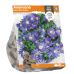 Vuokko (Anemone Blanda) Blue Shades, 10 kpl. ALE - 50%!