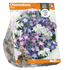  Chionodoxa Mixed (Sp) per 10. SOLD OUT!
