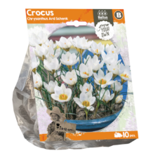 Crocus Chrysanthus 'Ard Schenk',10 pc SALE - 80%!