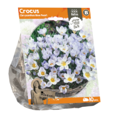 Crocus Chrysanthus 'Blue Pearl', 10 pc
