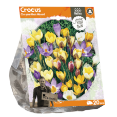Crocus Chrysanthus Mixed, 20 pcs.
