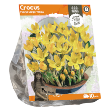 Crocus Flavus Large Yellow, 10 pcs. SALE - 70%!
