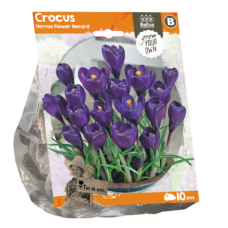 Crocus Vernus Flower Record, 10 pcs. SOLD OUT!