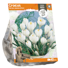 Crocus Vernus Jeanne d'Arc, 10 bulbs.