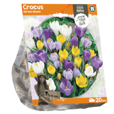 Crocus Vernus Mixed, 20 bulbs. 