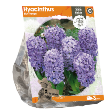 Hyacinth (Hyacinthus) Blue Tango, 3 pcs. SALE - 70%!