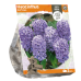 Hyasintti (Hyacinthus), Blue Tango, 3 kpl. TUOTE ON LOPPUUNMYYTY!