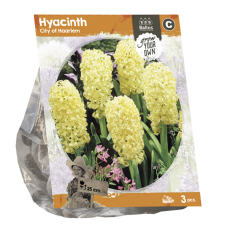Hyacinth (Hyacinthus) City of Haarlem, 3 psc. SALE - 70%!