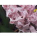 Hyasintti (Hyacinthus), Fondante, 3 kpl. ALE - 50%!