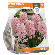 Hyacinth (Hyacinthus) Fondante, 3 psc. 