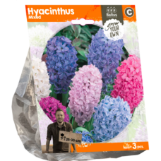  Hyacinth (Hyacinthus) Mixed, 3 psc. SALE - 70%!