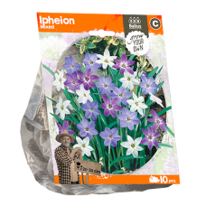 Ipheion Mixed, Heinätähti, 10 kpl. NEW! ALE - 50%!