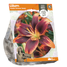 Lilium Asiatic (Lily) Forever Susan, 1 psc. 