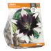 Lilja Asiatic (Lilium), Netty's Pride, 1 kpl. TUOTE ON LOPPUUNMYYTY!