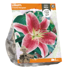  Oriental-lilja eli Idänliljat (Oriental Lilium), Stargazer, 1 kpl. TUOTE ON LOPPUUNMYYTY!