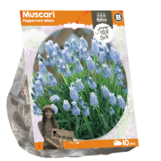 Muscari Peppermint White, 10 pcs. SOLD OUT!