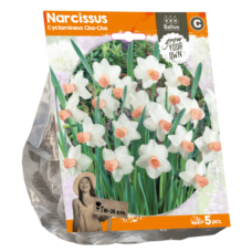 Syklaaminarsissi, Narcissus Cyclamineus Cha-Cha, 5 kpl. TUOTE ON LOPPUUNMYYTY!