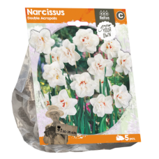 Narcissus Double (Daffodils) Acropolis, 5 pcs. SALE - 70%!