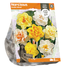  Tähtinarsissi  (Narcissus), Kerrattu, Sekoitus, 8 kpl. TUOTE ON LOPPUUNMYYTY!