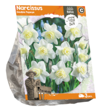 Narcissus Double Popeye, 3 pc. SALE - 70%!