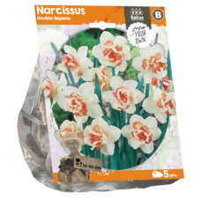 Narcissus Double (Double large-flowered daffodils) Replete, 5 pc. SALE - 70%!