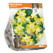 Narsissi, Narcissus Jonquilla (Nunnannarsissi) 'Pipit', 5 kpl. TUOTE ONLOPPUUNMYYTY!