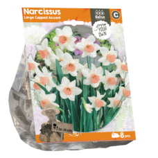 Narcissi 'Accent', Isotorvinen (Narcissus Large Cupped), 8 kpl NEW! ALE - 50%!