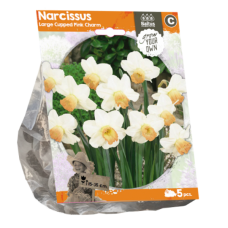 Narcissus Large Cupped (Daffodils) Pink Charm, 5 pc. SALE - 70%!