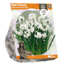 Narcissus Papyraceus (Daffodils) Paperwhite, 3 psc. SALE - 70%!
