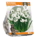 Narsissi Paperwhite,  Vititasetti (Narcissus Papyraceus), 3 kpl.  TUOTE ON LOPPUUNMYYTY!