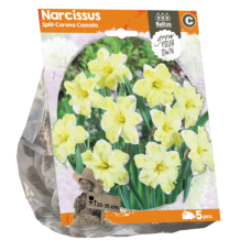Narsissi (Narcissus) Split-Corona Cassata, 5 kpl NEW! TUOTE ON LOPPUUNMYYTY!