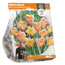 Narsissi Split-Corona Rainbow Of Colors (Narcissus), Sekoitus,5 kpl. TUOTE ON LOPPUUNMYYTY!