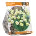 Narsissi (Narcissus tazetta) 'Minnow' 10 kpl. TUOTE ON LOPPUUNMYYTY!