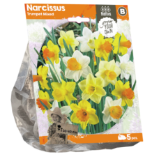 Torvinarsissi, Narcissus Trumpet sekoitus, 5 kpl. ALE - 50%!