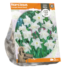 Narcissus Trumpet Mount Hood (Sp) per 3. SALE - 70%!