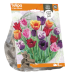 Crispa- eli Ripsureunatulppaani (Tulipa Crispa) Sekoitus, 5 kpl