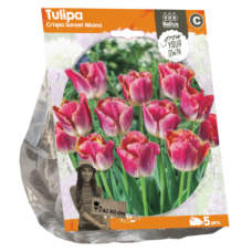 Tulipa Crispa Sunset Miami (Sp) per 5. SALE - 80%!