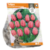 Darwinhybriditulppaani (Tulipa Darwin Hybrid) Pink Impression, 5 kpl. TUOTE ON LOPPUUNMYYTY!