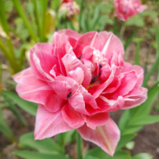 Kerrattu tulppaani (Tulipa) Angelique, 5 kpl. 
