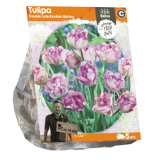 Tulipa Double Late Double Shirley (Sp) per 5. SOLD OUT!