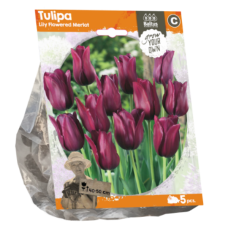 Tulipa Lily Flowered Merlot (Sp) per 5. SALE - 80%!
