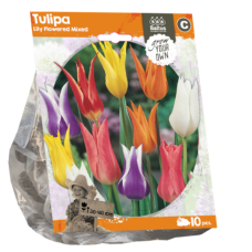 Liljatulppaani (Tulipa Lily), Sekoitus, eri värejä, 10 kpl. TUOTE ON LOPPUUNMYYTY!