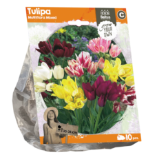 Tulpaani Multiflora, Tulipa Multiflora Mixed, 10 kpl. TUOTE ON LOPPUUNMYYTY!