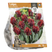 Papukaijatulppaani (Tulipa Parrot) Rococo, 5 kpl