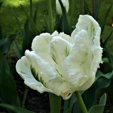 Tulipa Parrot White Parrot, 5 bulbs. SALE - 80%!