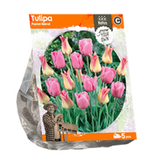 Tulppaani (Tulipa) ‘Pastel Blend’, 5 kpl. TUOTE ON LOPPUUNMYYTY!