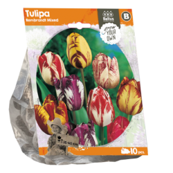 Tulppaani Rembrandt (Tulipa Rembrandt) Sekoitus, 5 kpl TUOTE ON LOPPUUNMYYTY!
