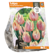 Triumftulppaani, Tulipa Triumph Mango Charm, 5 kpl. TUOTE ON LOPPUUNMYYTY!