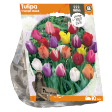 Tulipa Triumph (Tulip) Mixed,10 bulbs. SALE - 80%!